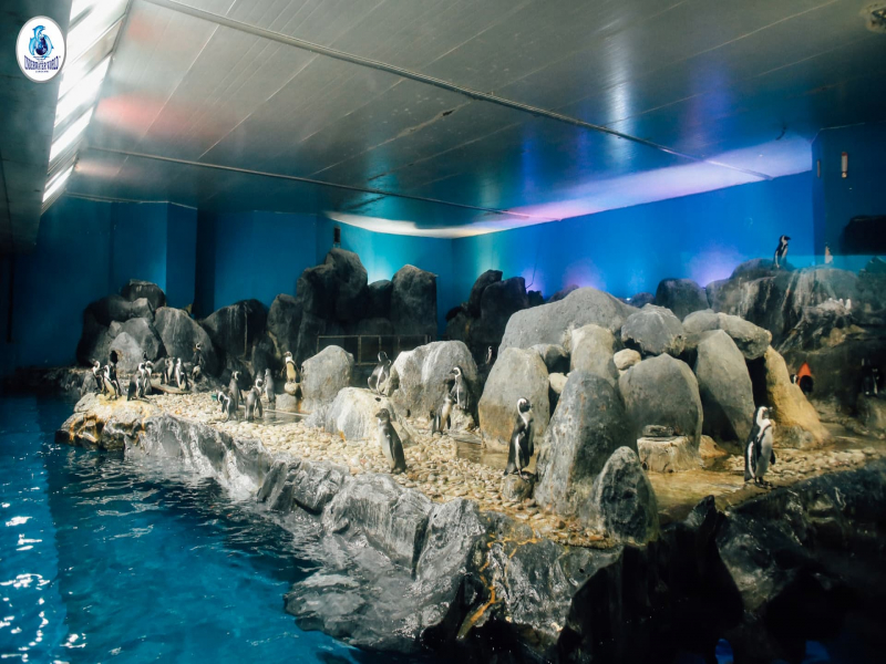 Penguinarium in underwater world langkawi